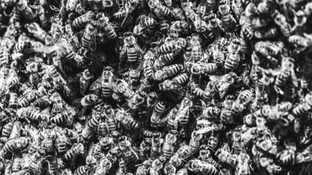 A swarm of European honey bees clinging to a bee queen on a bush black and whiteの写真素材