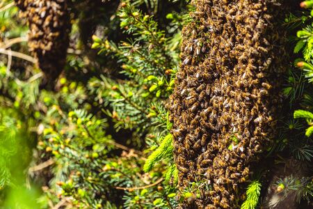 A swarm of European honey bees clinging to a bee queen on a bushの写真素材