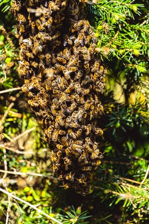 A swarm of European honey bees clinging to a bee queen on a bushの写真素材
