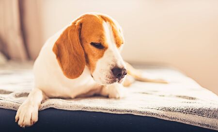 Dog sleep on sofa in bright room. Copy spaceの写真素材