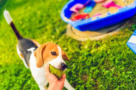 Beagle dog pulling a green ball from owner. Tug of war outdoors.の写真素材