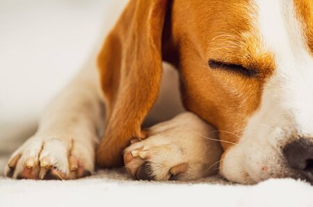 Beagle dog sleeping on a couch. Closeup of paws and canine muzzleの写真素材