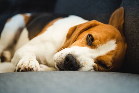 Funny Beagle dog lying on the sofa. Canine backgroundの写真素材
