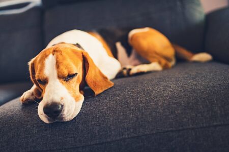 Dog lying on the sofa. Canine backgroundの写真素材
