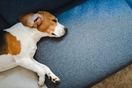 Dog lying on the sofa. View from aboveの写真素材