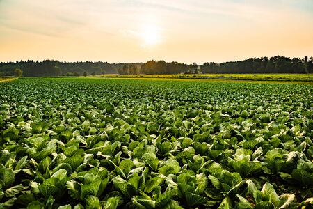 Green cabbages heads in line grow on field.の写真素材