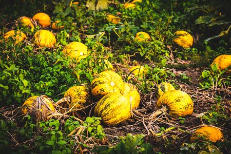 Typical styrian pumpkin field, Austriaの写真素材