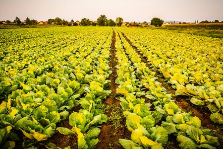 Green cabbages heads in line grow on field.の写真素材