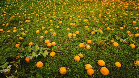 Closup of pumpkins on a field . Agriculture backgroundの写真素材