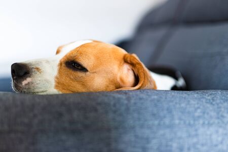 Dog lying on the blue sofa. Canine backgroundの写真素材