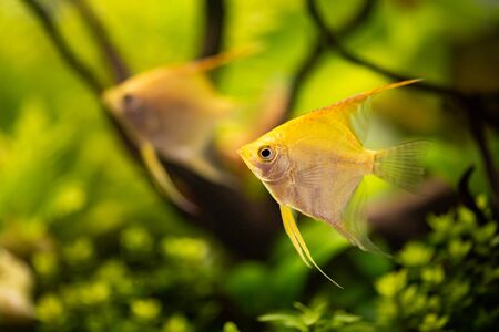 Gold Pterophyllum Scalare in aqarium water, yellow angelfishの写真素材