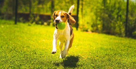Beagle dog fun in garden outdoors run and jump with ball towards cameraの写真素材