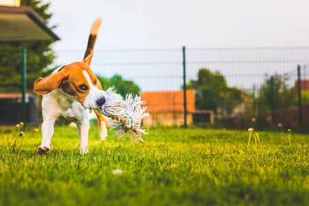 Beagle dog fun in garden outdoors run and jump with ball towards cameraの写真素材