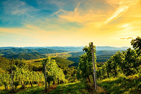Colorfull landscape of sunset at vineyards in Austrian countryside in town Kitzeck im Sausalの写真素材