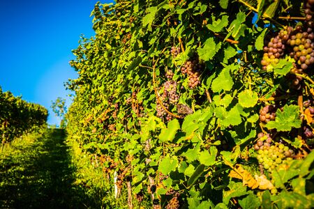 Red grapes on vineyard over bright green background. Autumn sunの写真素材