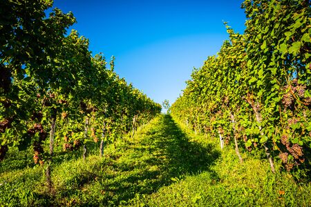 Red grapes rows on vineyard over bright green background. Austria Autumn Landscapeの写真素材