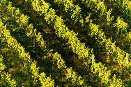 Rows Of Vineyard Grape Vines. Autumn Landscape. Austria south Styria . Abstract Background Of Autumn Vineyards Rows.の写真素材