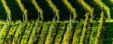 Rows Of Vineyard Grape Vines. Autumn Landscape. Austria south Styria . Abstract Background Of Autumn Vineyards Rows.の写真素材