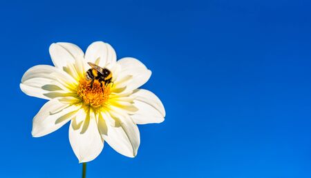Bumble bee covered with yellow pollen collecting nectar from white flower against deep blue sky. Important for environment ecology sustainability.の写真素材