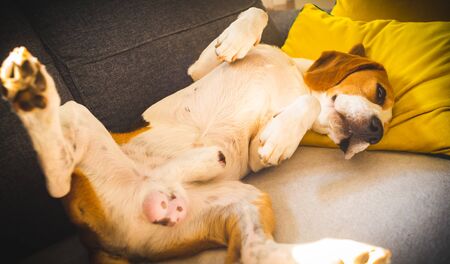 Funny Beagle dog tired sleeps on a cozy sofa, couch, on yellow cushionの写真素材