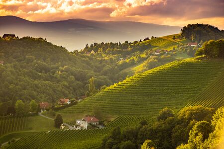 Sunset landscape of vineyard rows on Austrian countryside in Leibnitz Kitzeck im Sausalの写真素材