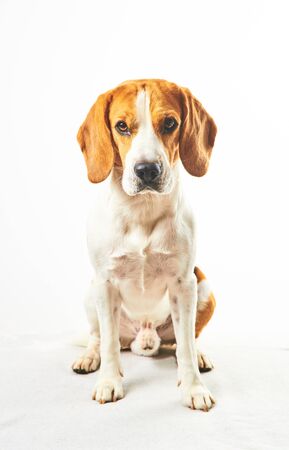 Beagle dog, sitting and looking towards camera in front of white background. Vertical photo.の写真素材