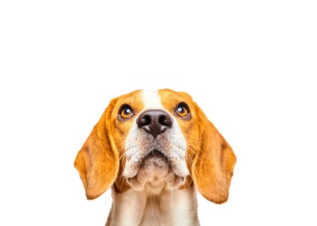Close-up of Beagle dog, portrait, in front of white background. Looking up copys pace.