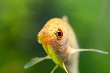 Aquarium Fish Golden gourami Trichogaster trichopterus Gold in fish tankの写真素材