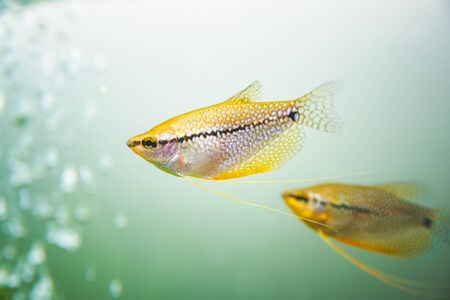 Pearl gourami Trichopodus leerii freshwater aquarium fish in fish tank. Aquaria concept