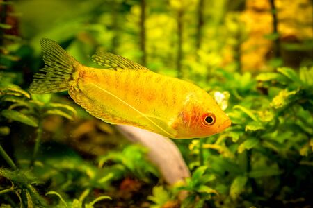 Gold Gourami Trichogaster trichopterus in fish tank