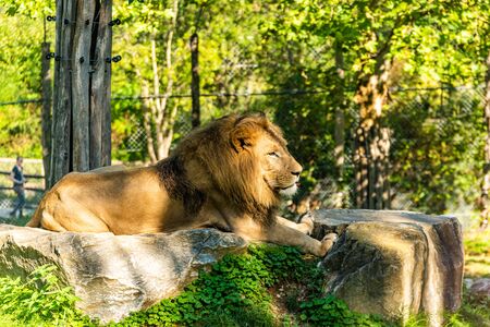 Stubenberg am See, Styria - Austria 15.09.2019: Male Lion in zoo Herberstein Austria resting in sunの写真素材