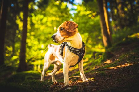 The beagle dog in sunny autumn forest. Alerted hound searching for scent and listening to the woods...