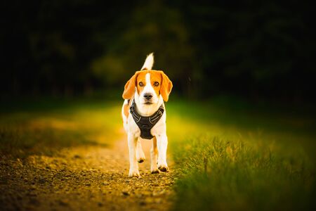 Beagle dog walks down a path between fields. Dog outdoors portrait