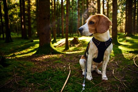 The beagle dog in sunny autumn forest. Alerted hound searching for scent and listening to the woods sounds.の写真素材