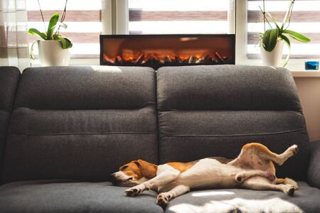 Beagle dog tired sleeps on a cozy couch in funny position. Adorable canine background. Bright interriorの写真素材