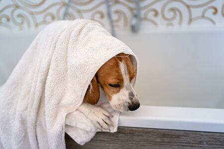 Nervous beagle dog in bathtub taking shower. Dog not liking water baths concept. Dog theme