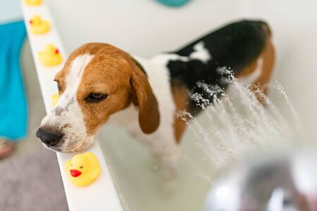 Nervous beagle dog in bathtub taking shower. Dog not liking water baths concept. Dog themeの写真素材
