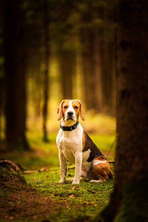 The beagle dog sitting in autumn forest. Portrait with shallow background. Hound conceptの写真素材