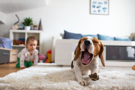 Adorable beagle dog on carpet yawing. Baby on all fours in background. Bright living roomの写真素材