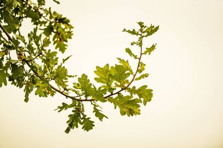 Beautiful autum leaves against sky in foggy dayの写真素材
