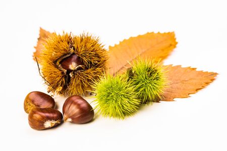 Ripe chestnuts close up. Raw Chestnuts for Christmas Autumn timeの写真素材