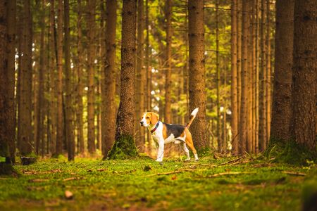 The beagle dog standing in autumn forest. Portrait with shallow backgroundの写真素材