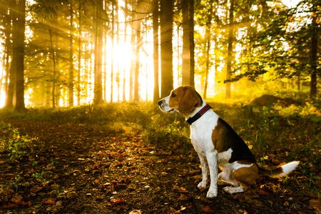The beagle dog sitting in foggy autumn forest against sun rays shinning through the trees. Fall theme.の写真素材
