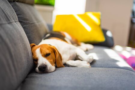 Beagle dog tired sleeps on a cozy couch in funny position. Adorable canine background indoorsの写真素材