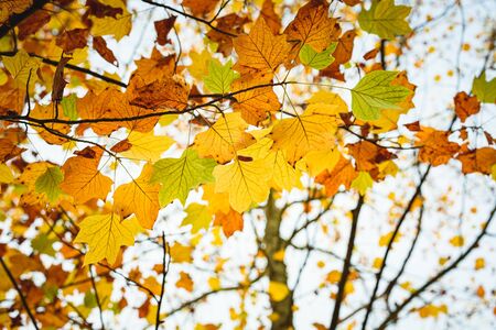 Background group autumn orange leaves. Outdoor.