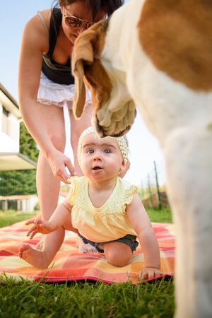 Portrait young mother with cute baby girl in yellow band and dress and beagle dog . Sunny summer day outdoors. Motherhood conceptの写真素材
