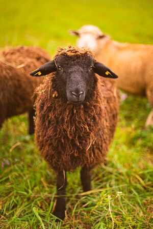 Brown wool, black-faced sheep grazing on a meadow in a herd. Farm with sheep concept. Animal closeupの写真素材