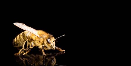 Honey bee macro, isolated on black background. Bee concept. Copy space on right.の写真素材