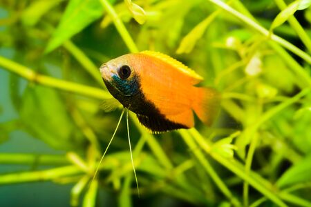 Honey gourami Trichogaster chuna tropical aquarium fish in fish tank. Colorfull male fish. Aquaria...