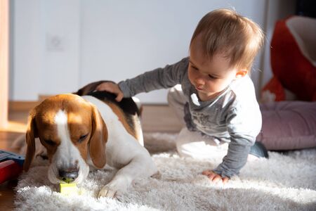 Portrait of one year old baby sitting on carpet in bright room petting beagle dog and smile on face.の写真素材